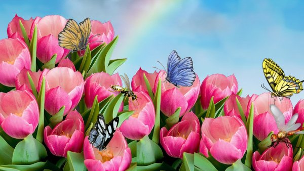 Весенние цветы на белом фоне