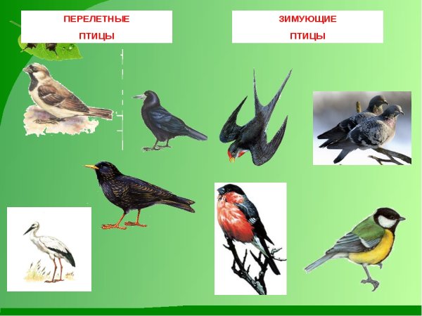Перелетные птицы