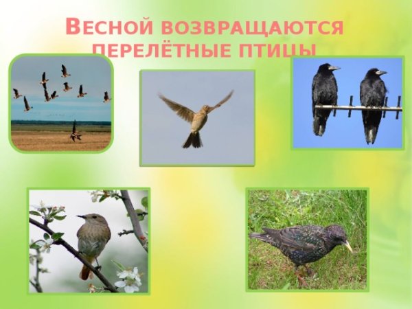 Птицы возвращаются