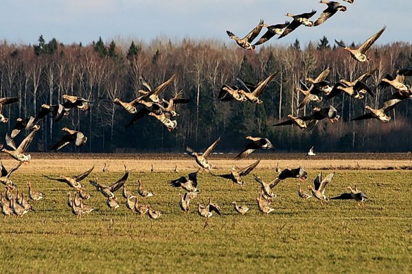 Ласточка, скворец, Грач, Соловей.