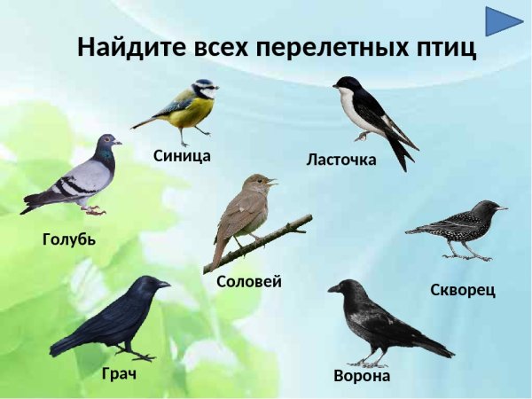 Птицы прилетели