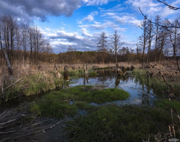 Аксенинский мох