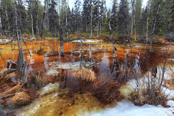 Протовское болото