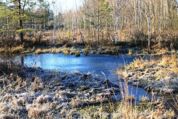 Болото весной