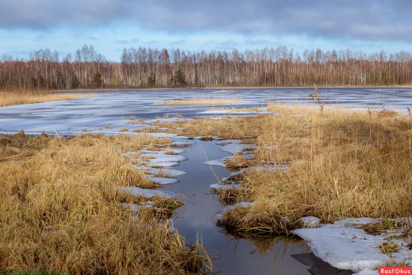 Весна на болоте