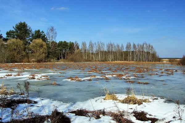 Болото весной