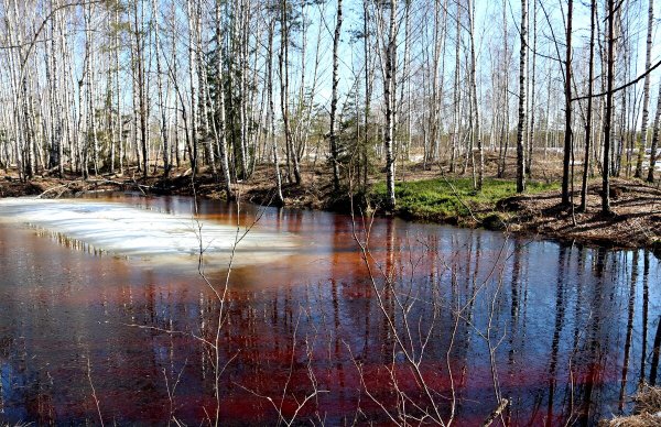 Иванищевское болото озеро черное