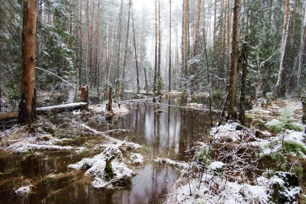 Болото весной