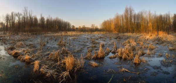 Картинки ранней весны на болотах