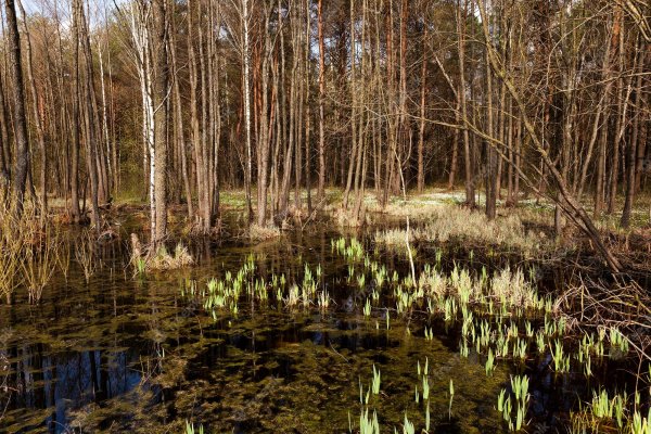 Болото весной красивое