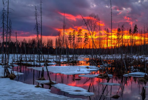 Красивое болото