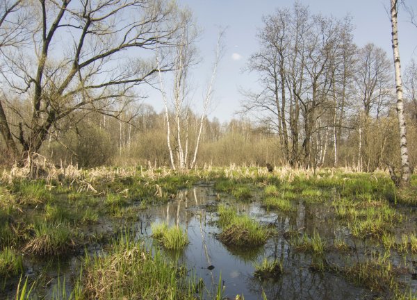 Лосиный остров болото
