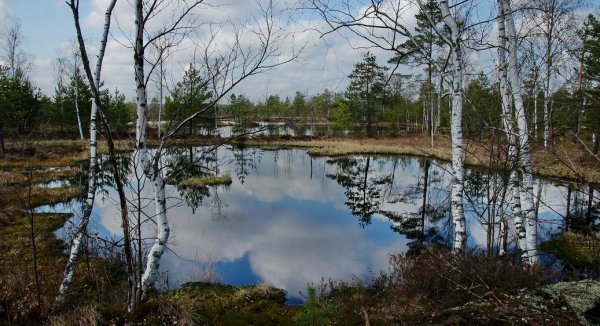 Пейзаж весенний болот