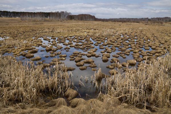 Весна на болоте