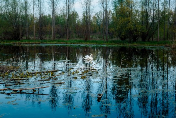 Болото весной