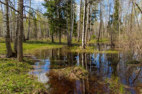 Минино Лесное болото
