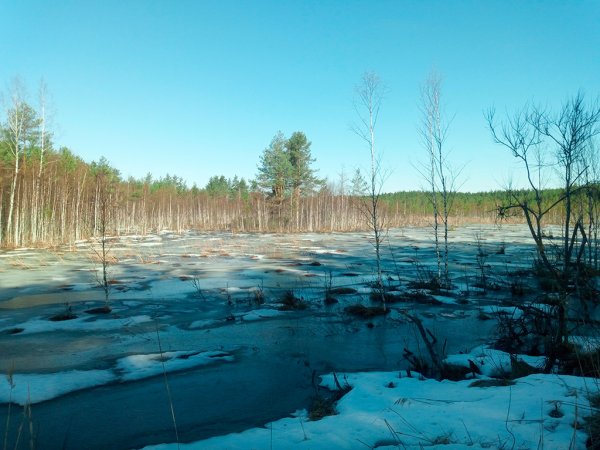 Болото Блудово Ярославская область