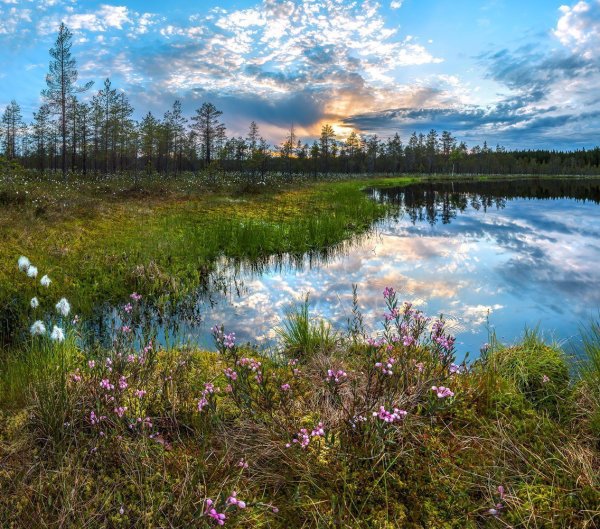 Болото Ленинградской области