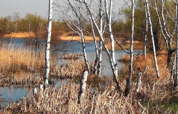 Березы на болоте