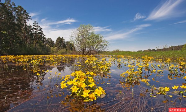 Травы Ярославской области болотные