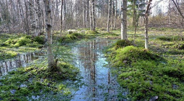 Болото весной
