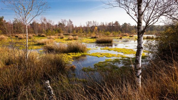 Осень болото