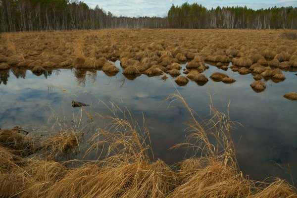 Болото весной
