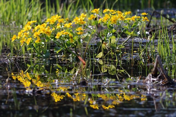 Весеннее болото