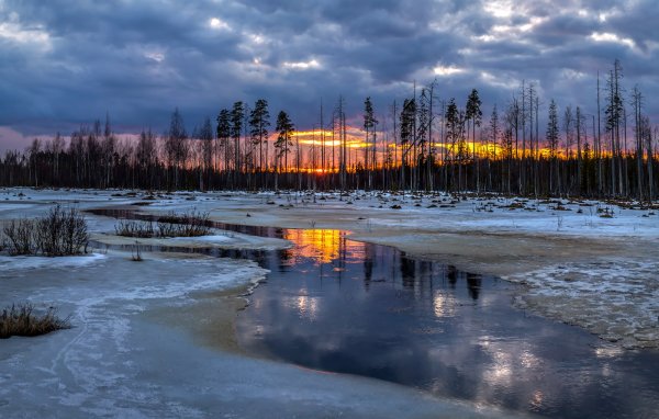 Пейзаж болото Весна