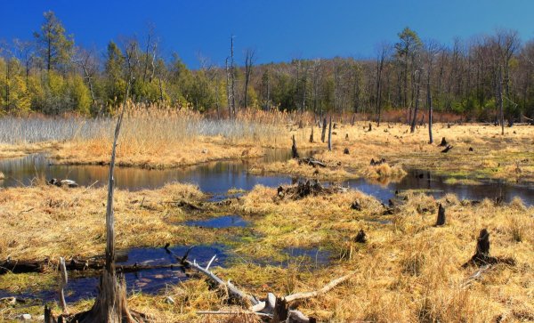 Финляндия Заболоченные леса