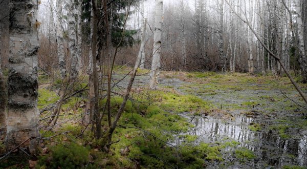 Лесное болото трясина