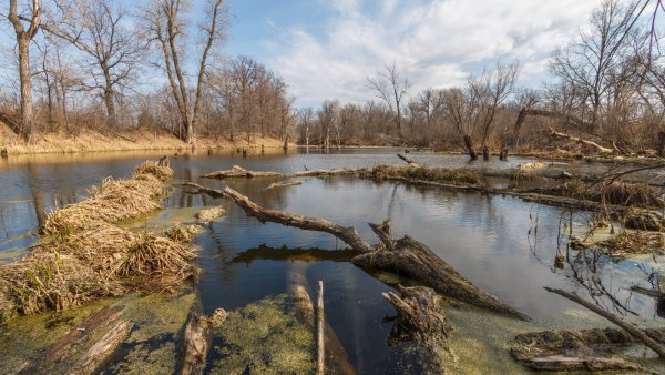 Титовка весной