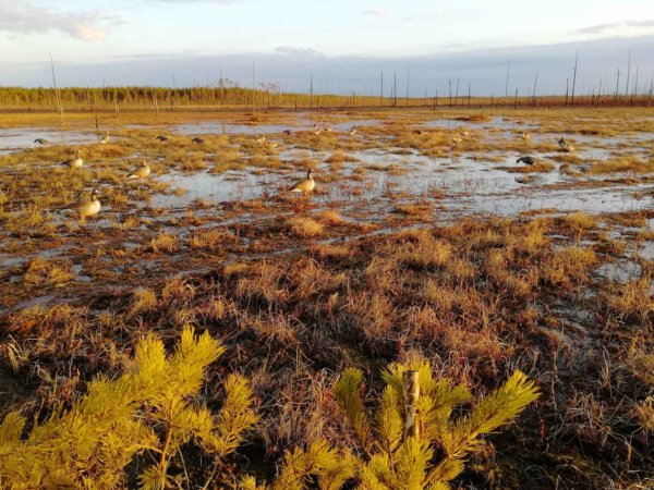 Болото Архангельской области