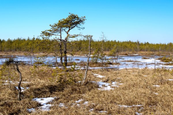 Сестрорецкое болото сосны