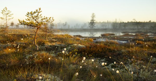 Болото Пайрецкое