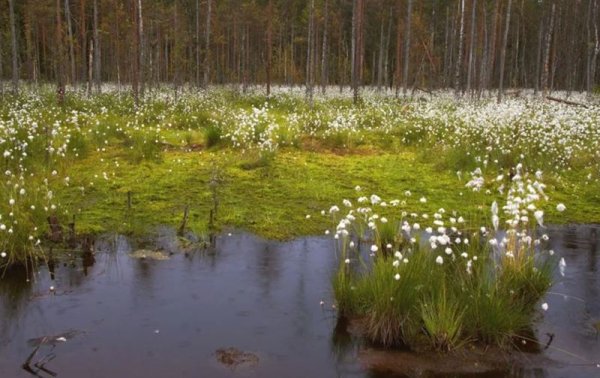 Пушица Болотная севера России России