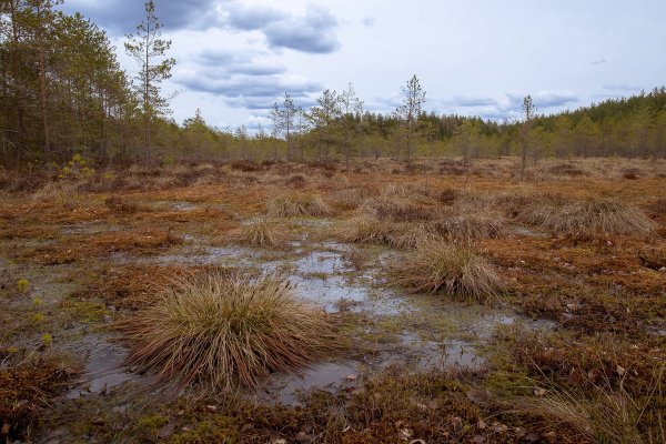 Большое клюквенное болото Тамбовская область