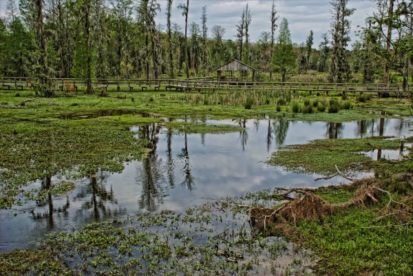 Миккельское (болото)