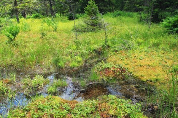 Ручей ЕКБ болото