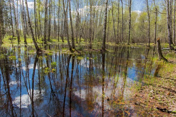 Болото Кулягаш Татарстан