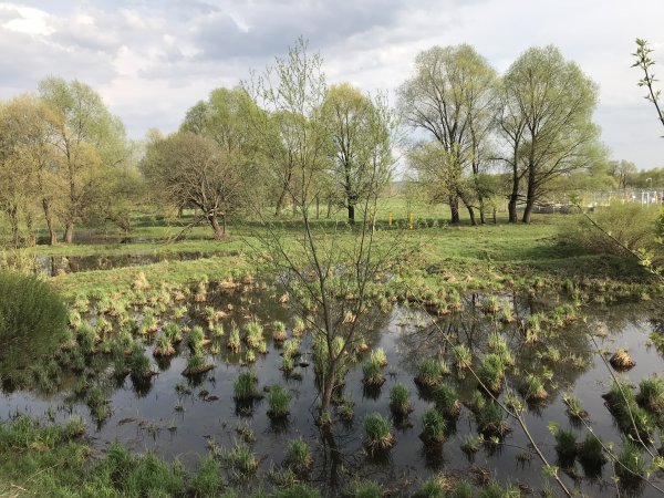 Болото весной