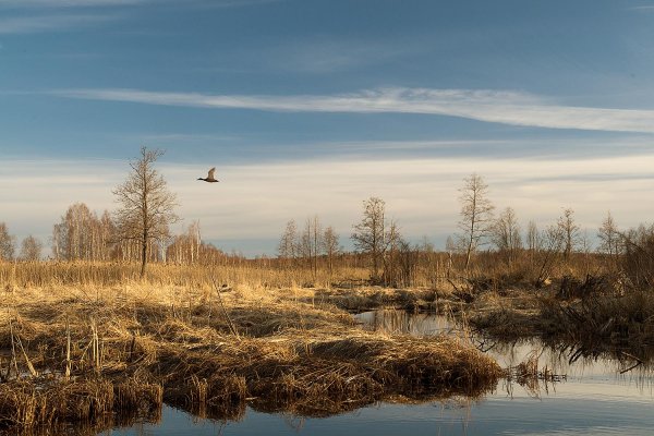 Исаевское болото