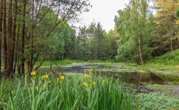 Лесная Поляна природа лес река