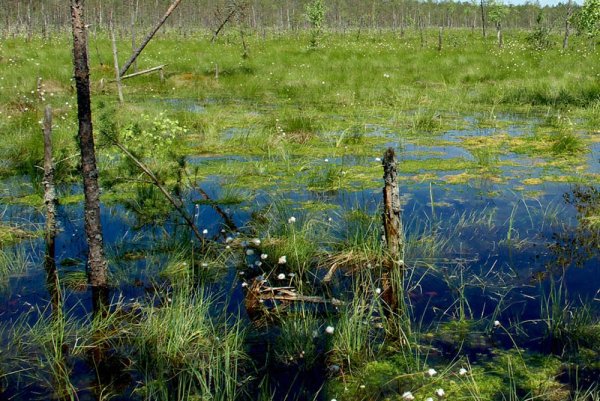 Мшинское болото Ленинградская область