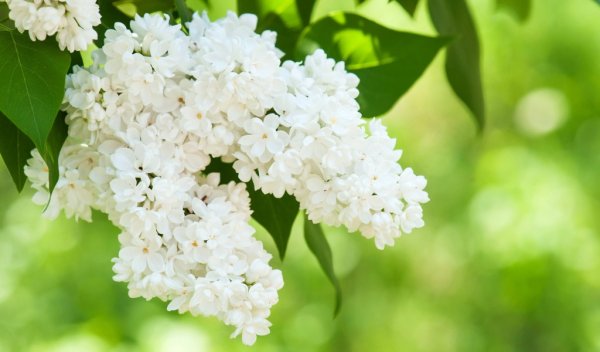 Сирень обои