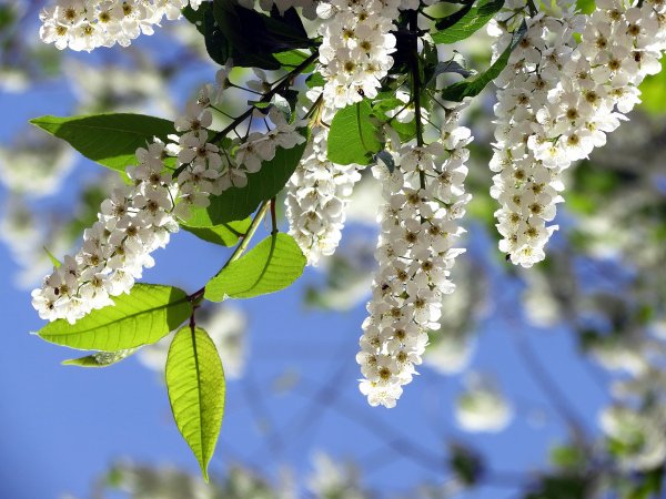 Весна природа оживает