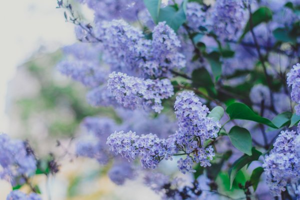 Весенние открытки