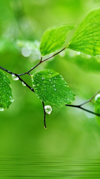 Природа цветы вертикальные