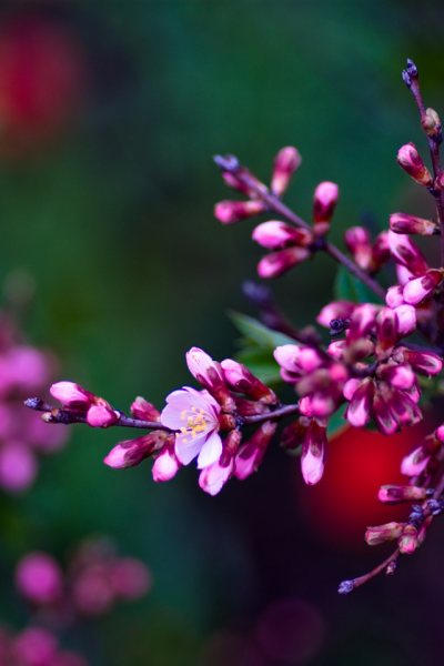 Обои на телефон Весна красивые