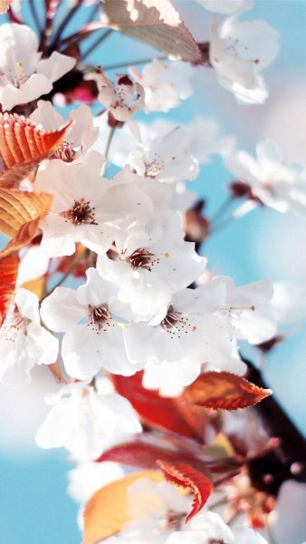 Весенние цветы на айфон